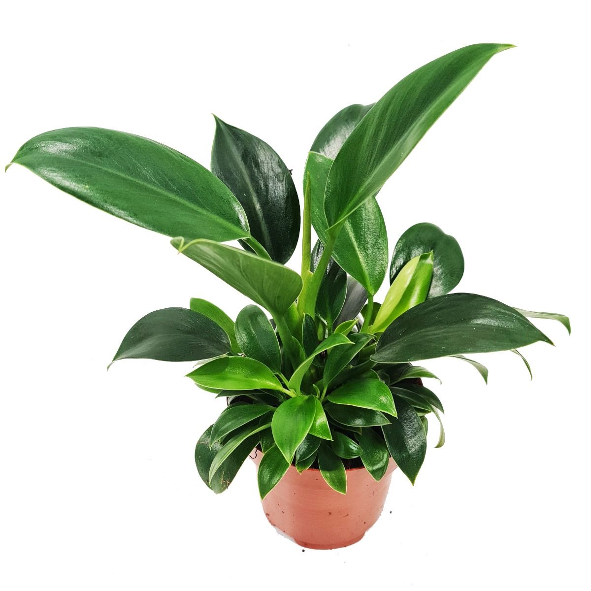Philodendron Green Beauty