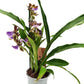 Zygopetalum Orchid | Blue
