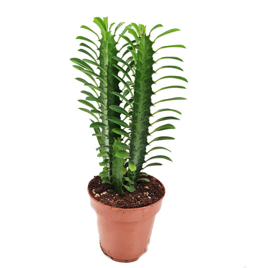 African Milk Tree | Green | Potted Houseplants