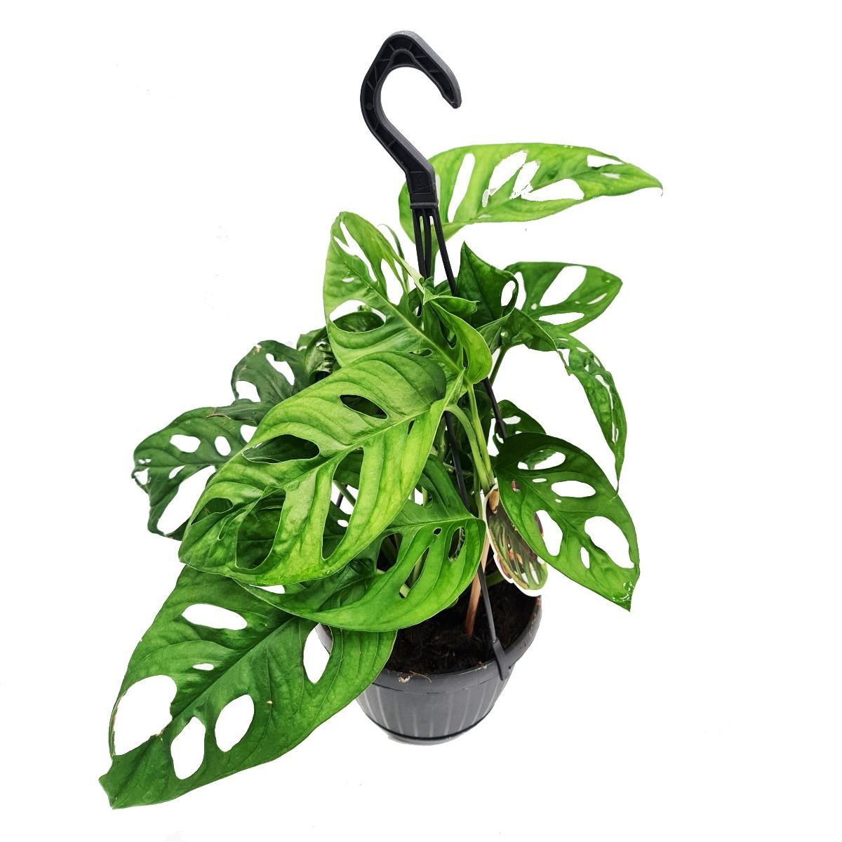 25 40cm monstera adansonii monkey mask 11cm pot house plant Monstera