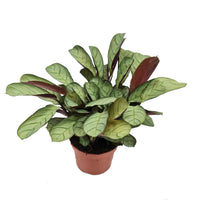 Never Never Plant | Amagris