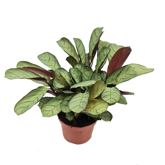 Never Never Plant | Amagris | Houseplants & Indoor Plants On Sale