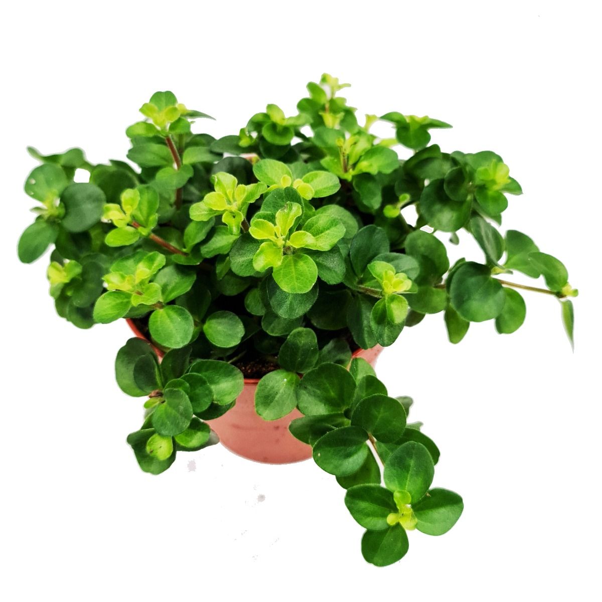 peperomia jade plant Trailing Jade