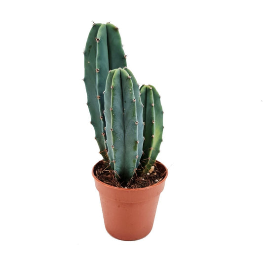Bilberry Cactus