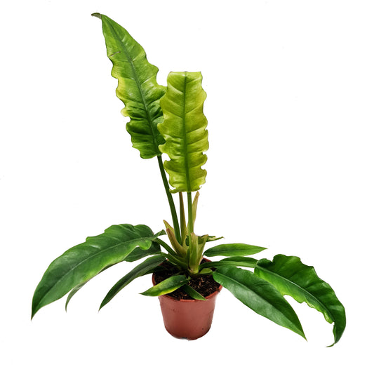 Tiger Tooth Philodendron | Narrow Escape