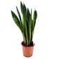 Snake Plant | Zeylanica