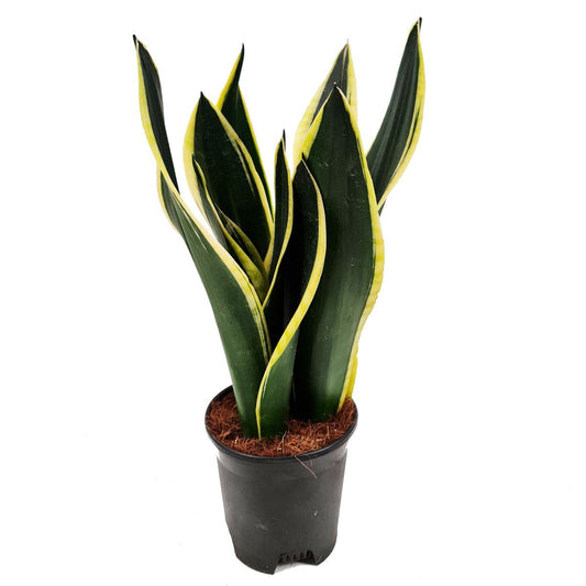 Snake Plant | Black Gold | Potted Houseplants