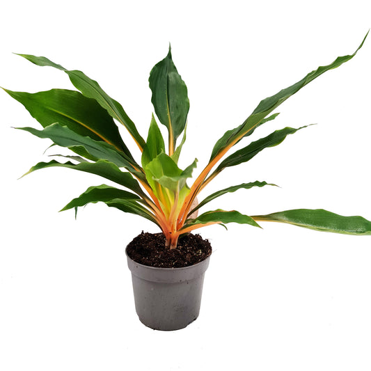 Orange Spider Plant | Fire Flash | Potted Houseplants
