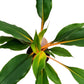 Orange Spider Plant | Fire Flash