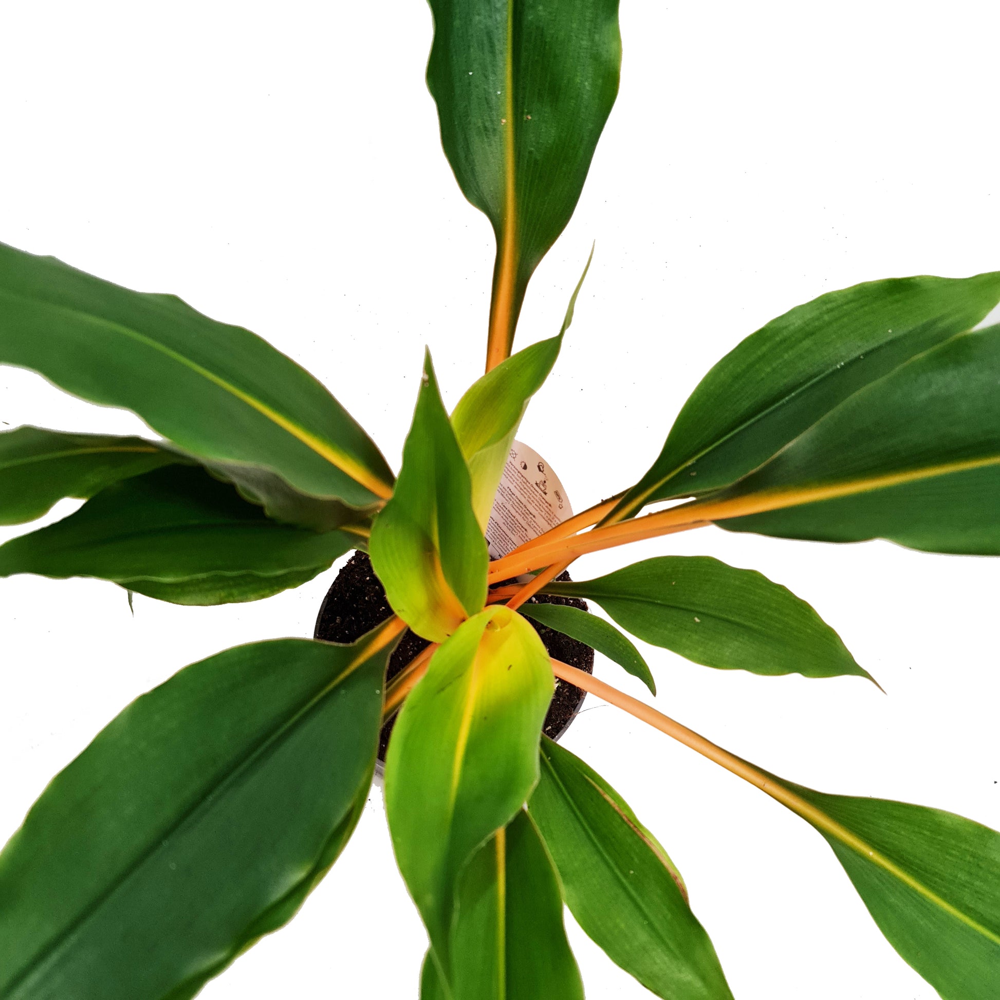 fire flash orange spider plant Orange Spider Plant