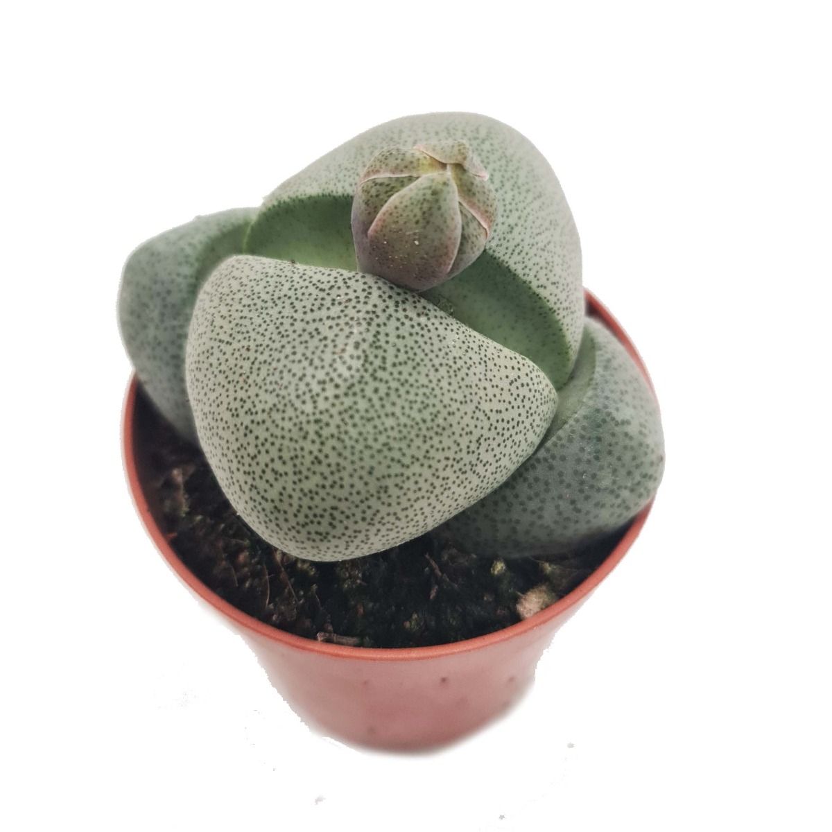 green split rock succulent Split Rock Plant