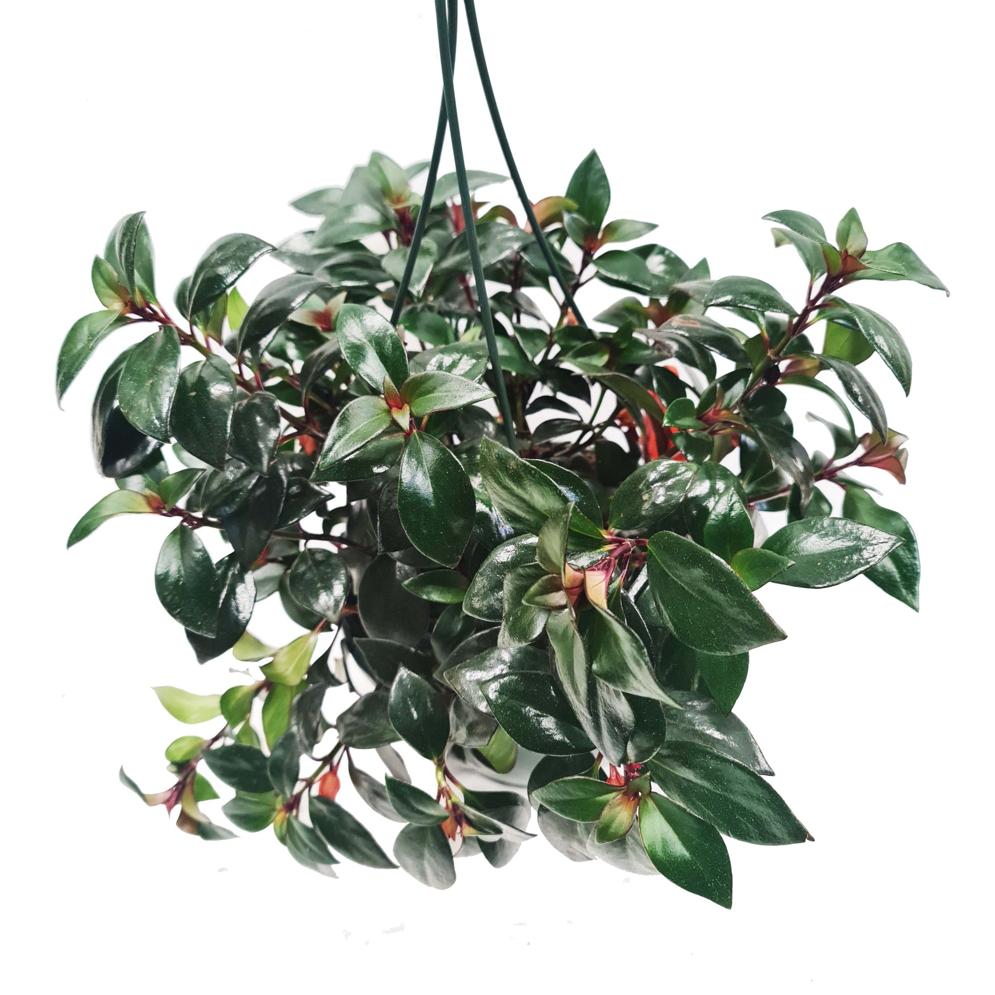 Goldfish Plant