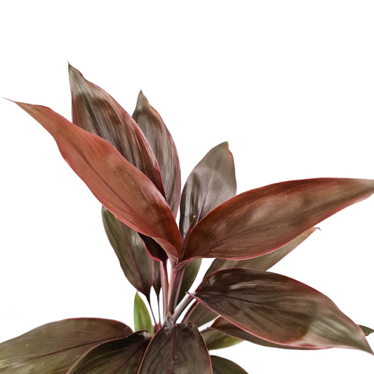Good Luck Plant | Tango | Potted Houseplants