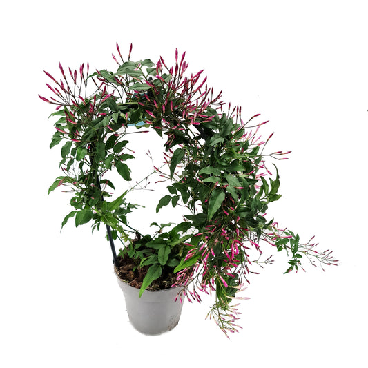 Jasmine | Pet Safe Plants