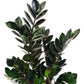 Black ZZ Plant | Raven
