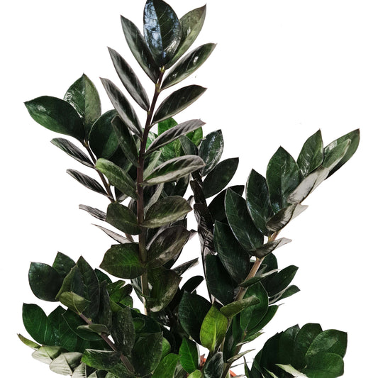 Black ZZ Plant | Super Nova | 