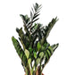 Black ZZ Plant | Raven
