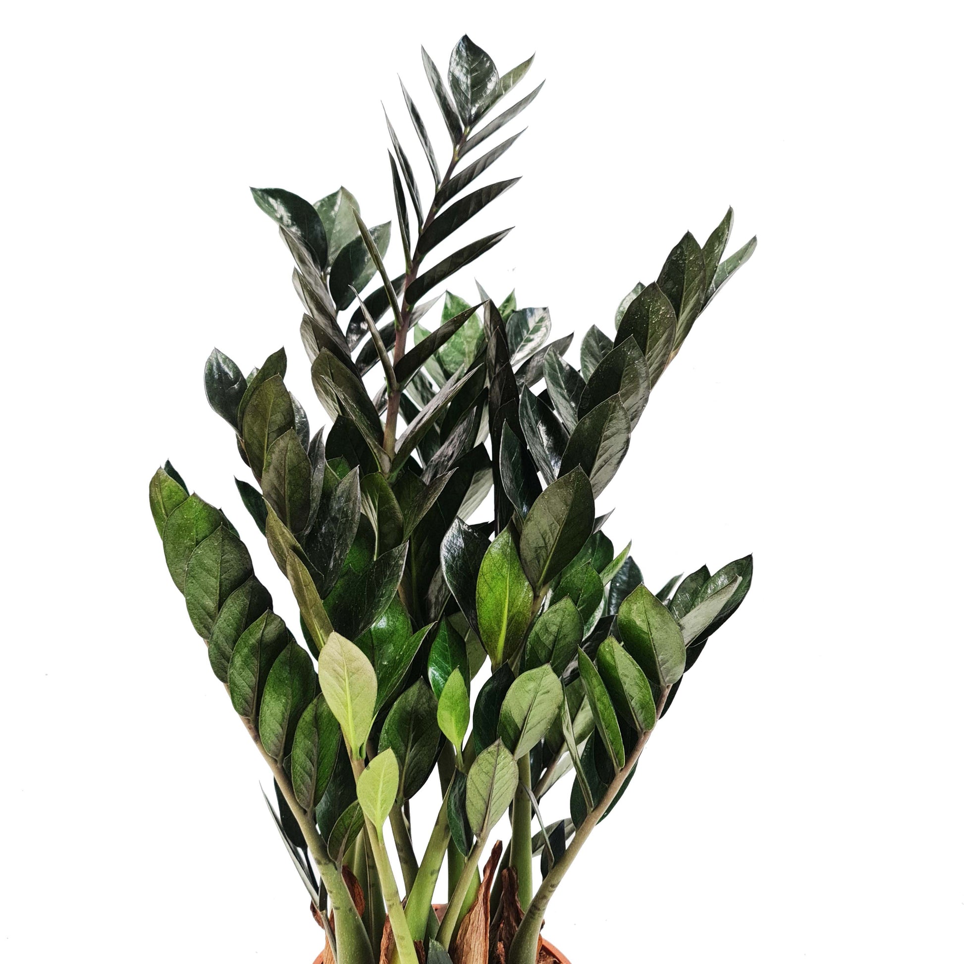 Black ZZ Plant | Raven