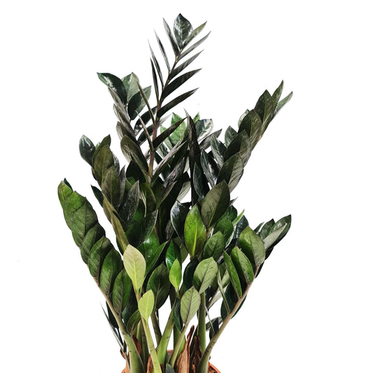 Black ZZ Plant | Raven