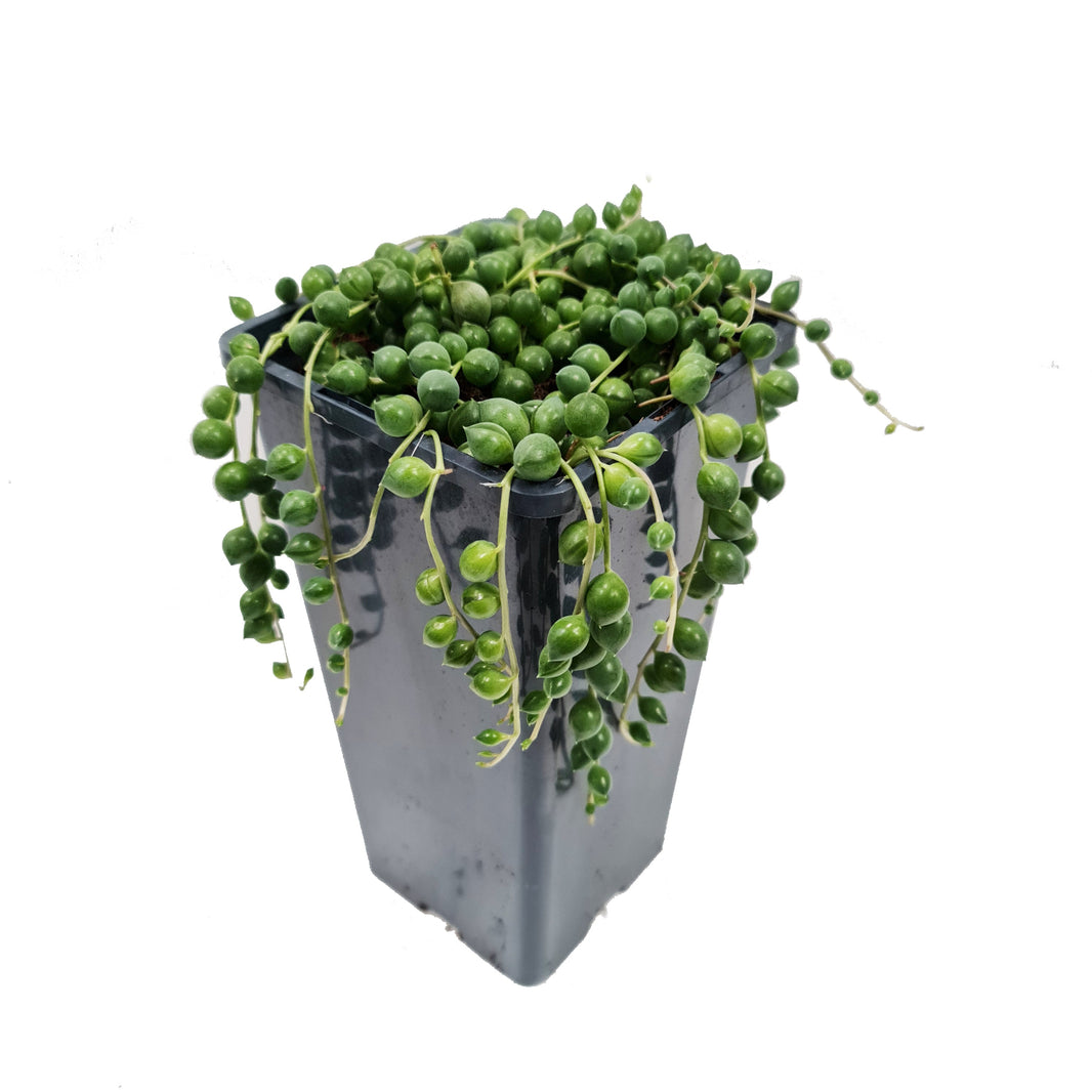 Buy Houseplants Online UK Houseplant & Indoor Plant Delivery