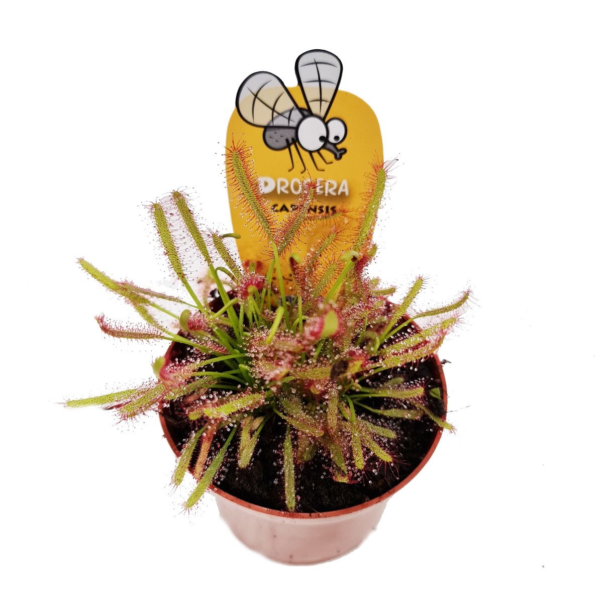 Alice Sundew