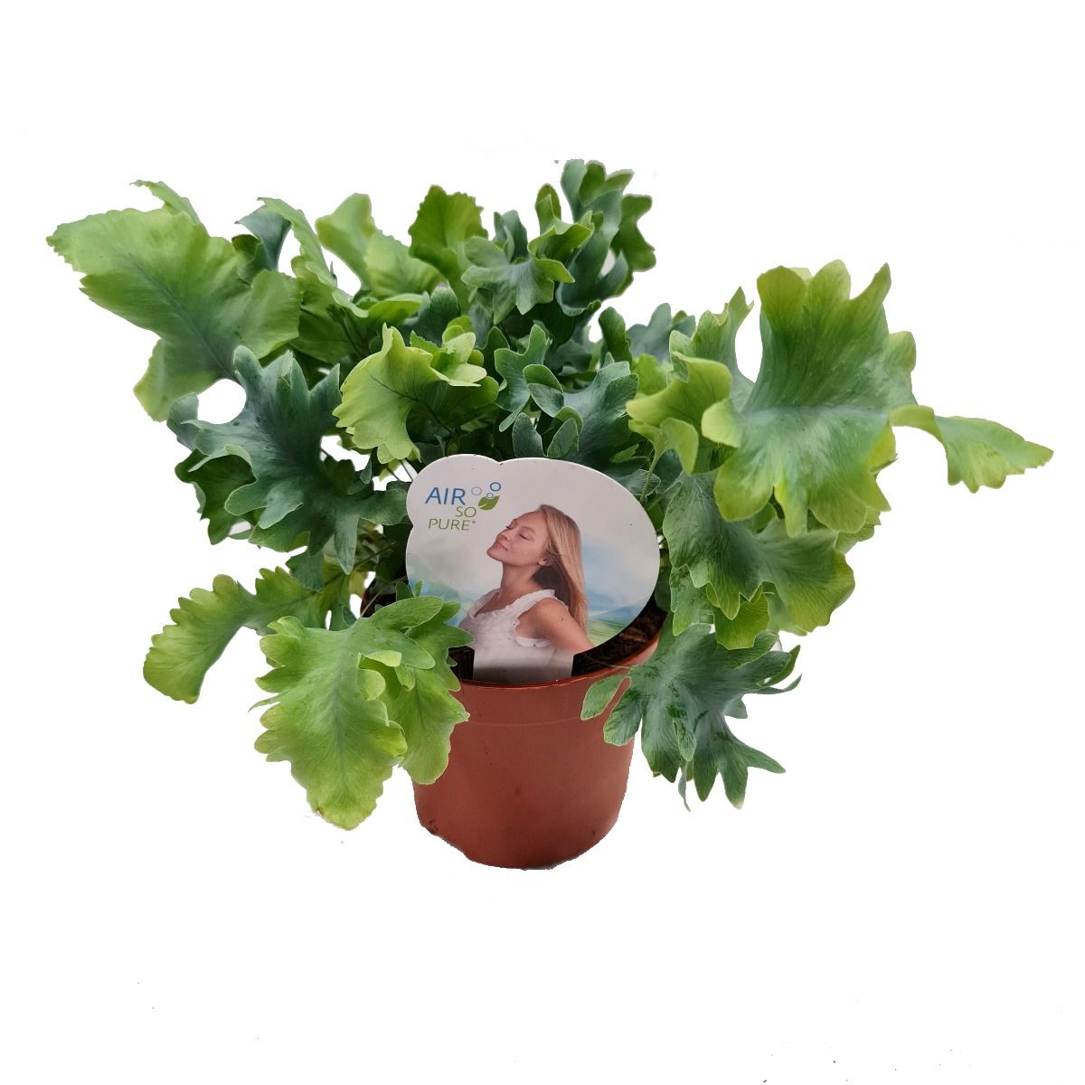 blue star fern davana Blue Star Fern | Davana