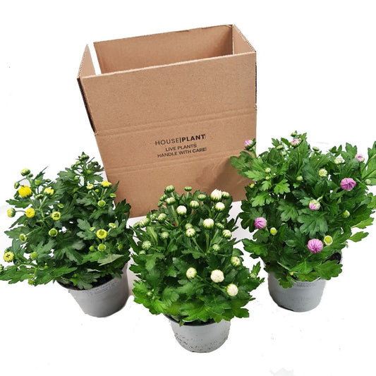 Flowering Mums | Mystery Box | Potted Houseplants
