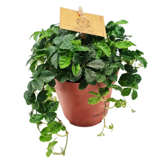 Sugar Vine | Verona | Perfect Plants for Under £50