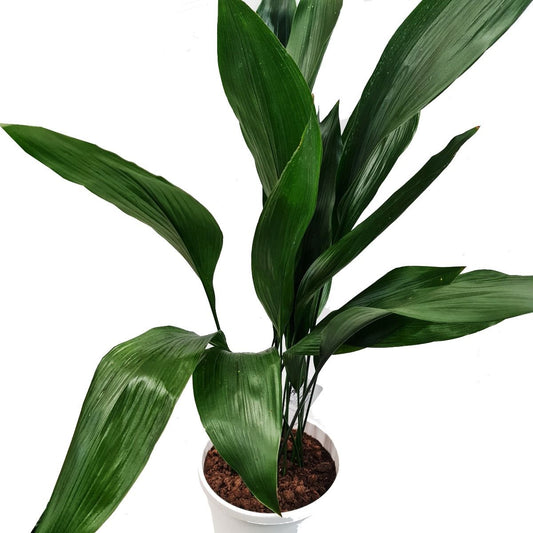 Cast Iron Plant | Potted Houseplants