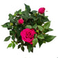 Flowering Rose | Various Colours