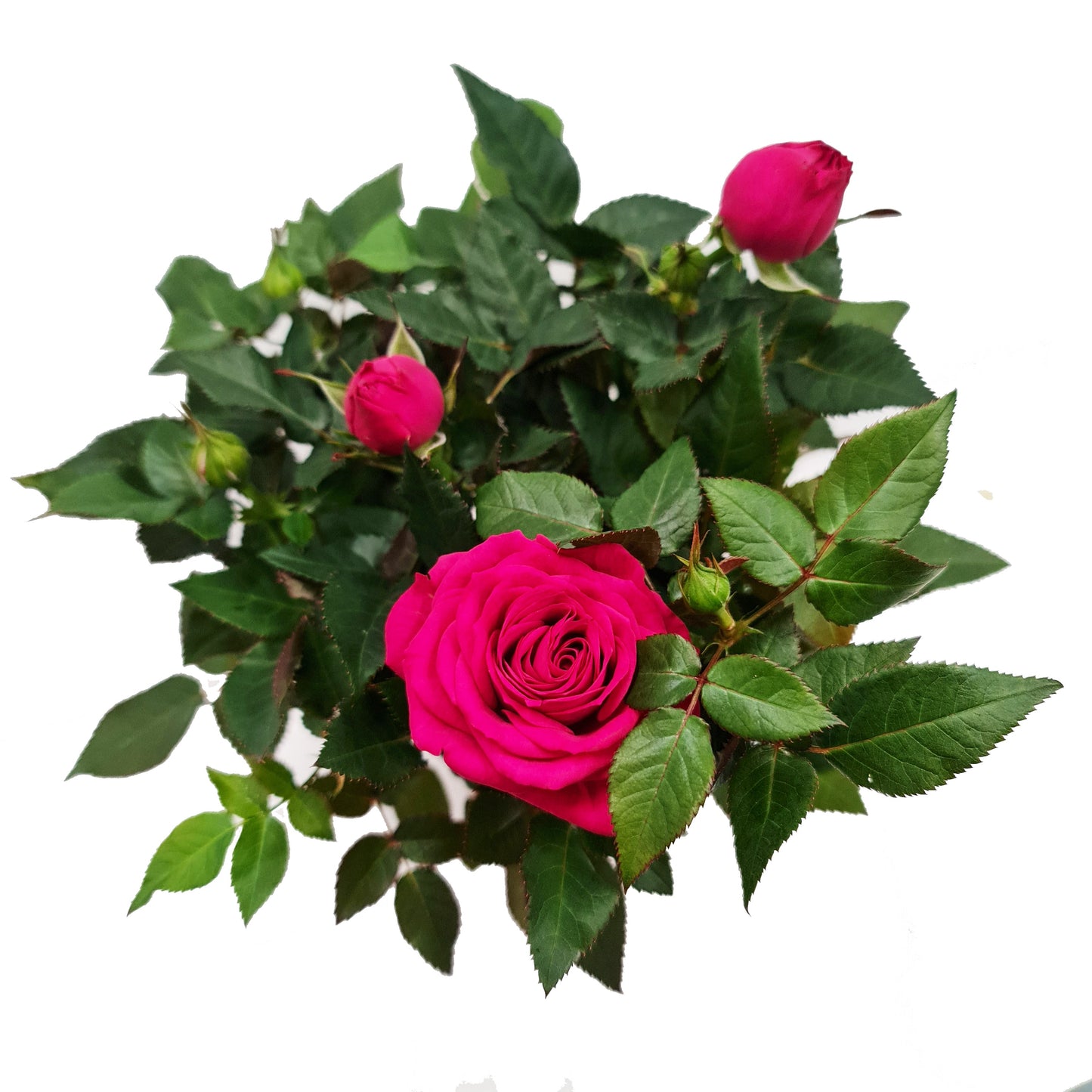 Flowering Rose | Pink
