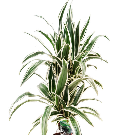 Dragon Tree | White Stripe | Potted Houseplants