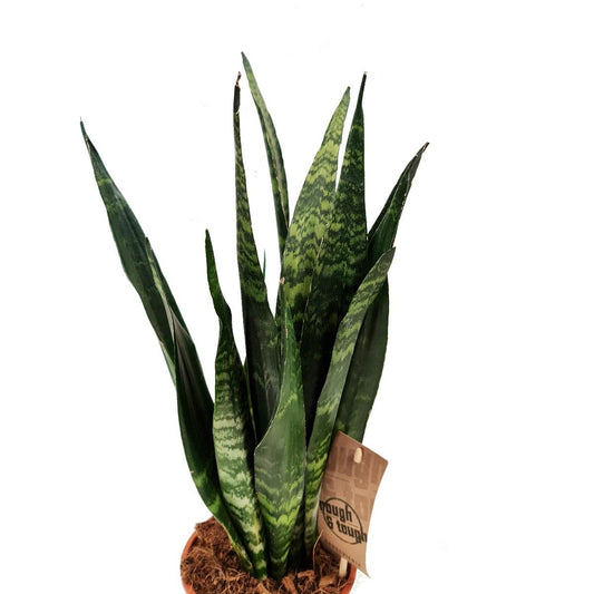 Snake Plant | Black Coral | Potted Houseplants