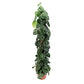Satin Silver Pothos | Trebie