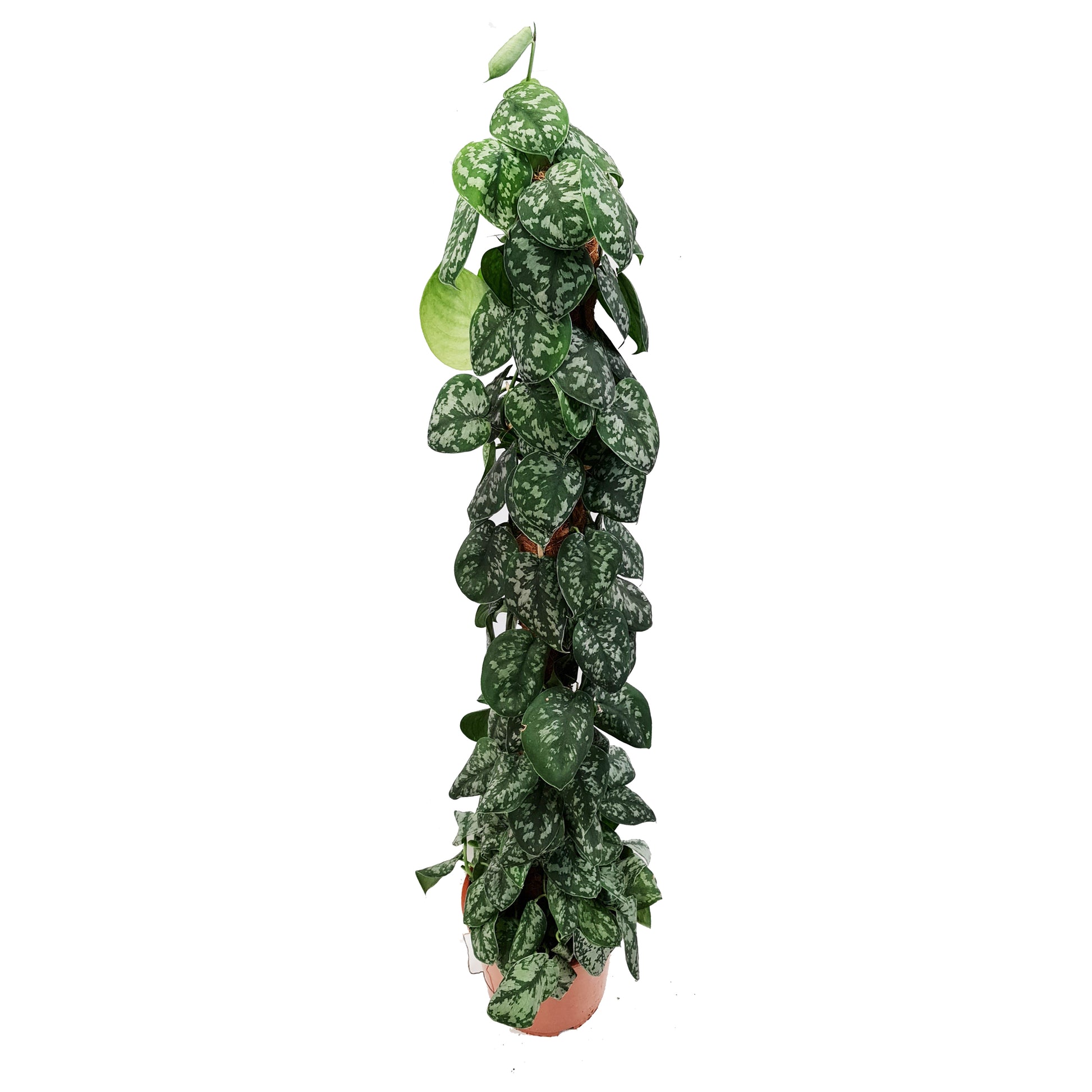 Satin Silver Pothos | Trebie