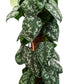 Satin Silver Pothos | Trebie