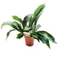 Staghorn Fern
