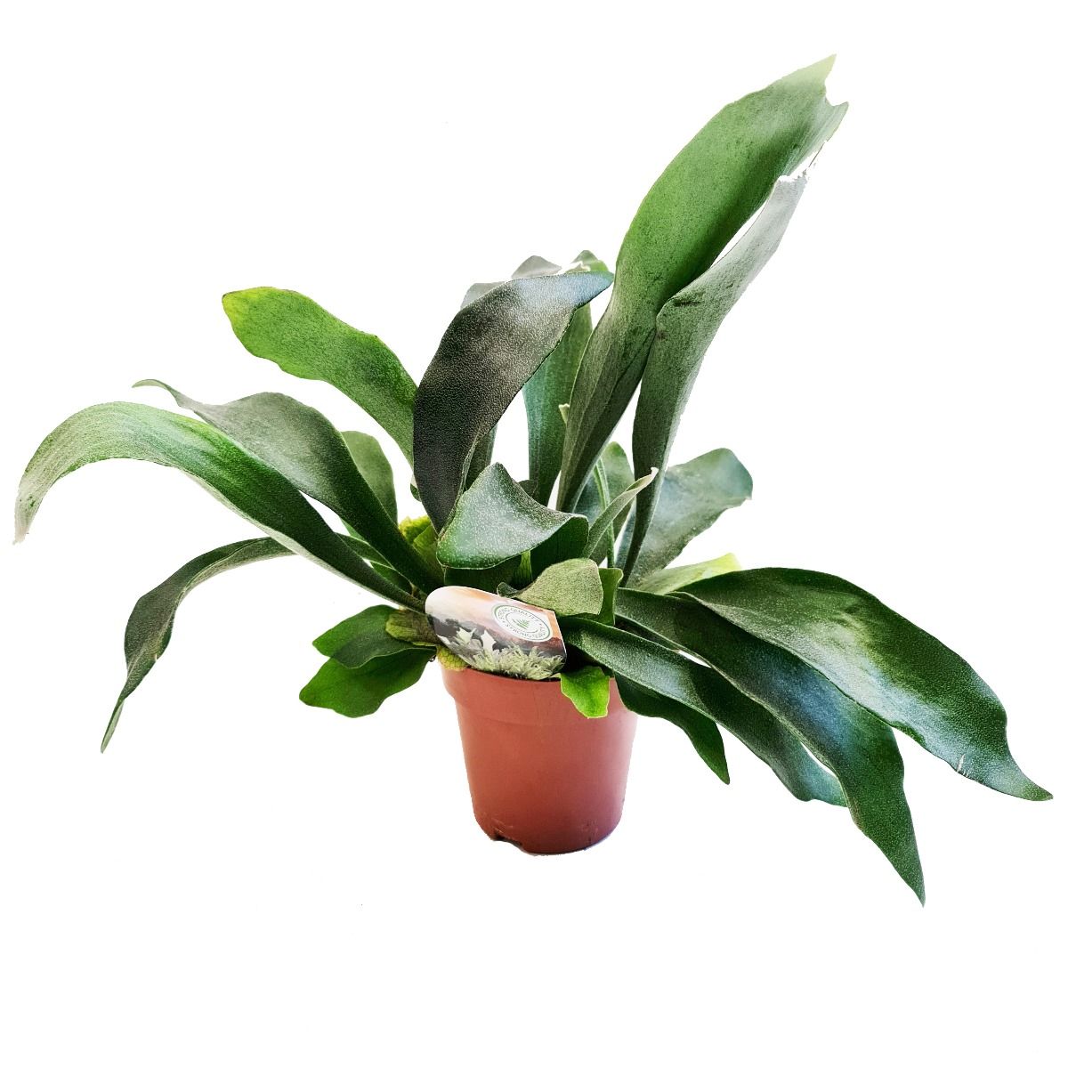 Staghorn Fern