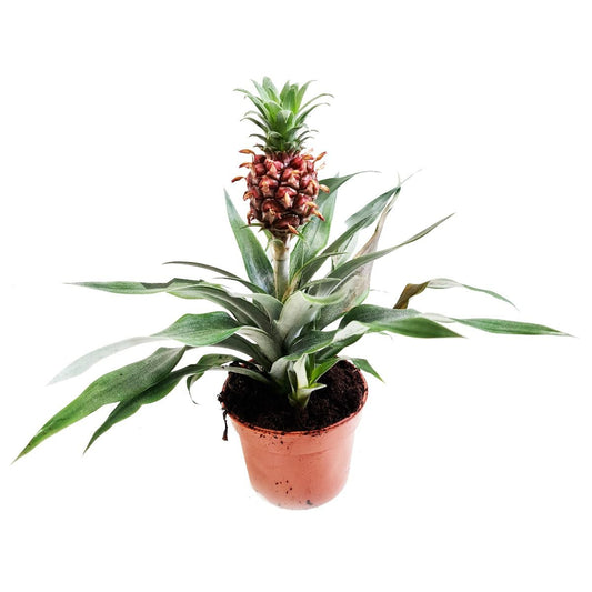 Pineapple Plant | Amigo | Potted Houseplants