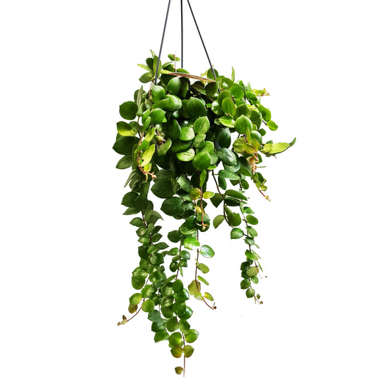 Lipstick Plant | Pink Polka | Potted Houseplants