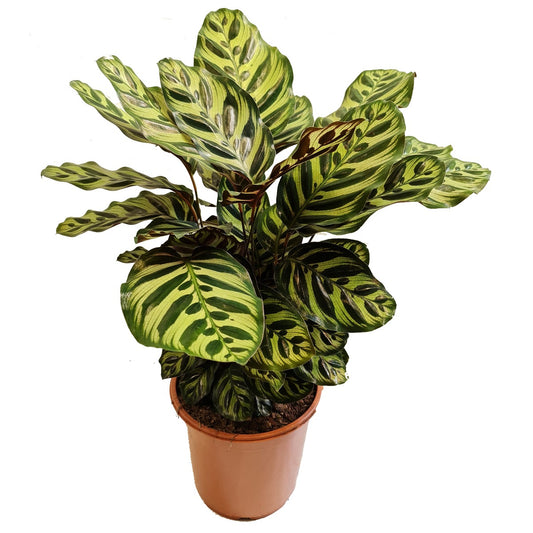 Peacock Plant | Makoyana | Potted Houseplants