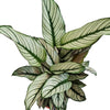 Prayer Plant | Whitestar