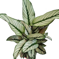 Prayer Plant | Whitestar