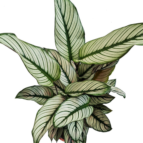 Prayer Plant | Whitestar