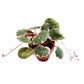 Strawberry Begonia | Albo | Mother Of Thousands | Hard To Find
