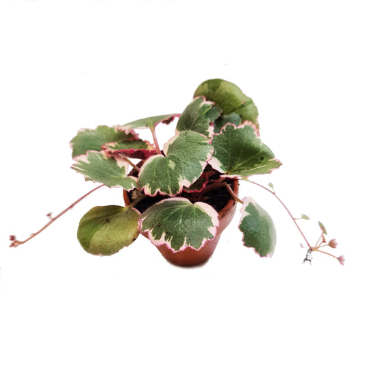 Strawberry Begonia | Albo | Mother Of Thousands | Hard To Find | Potted Houseplants