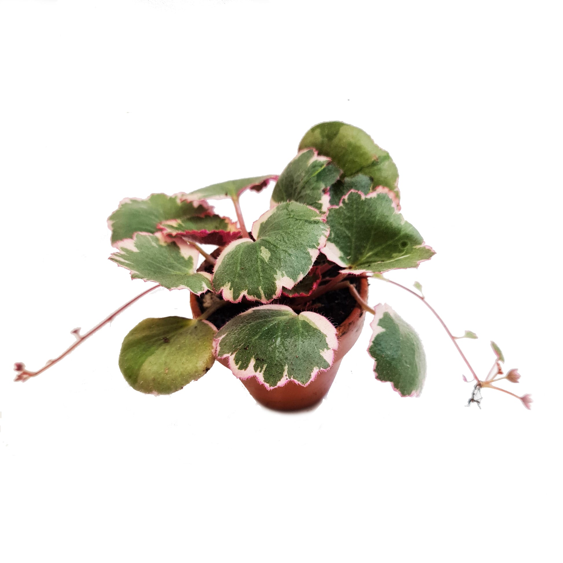 Strawberry Begonia | Albo | Mother Of Thousands | Hard To Find