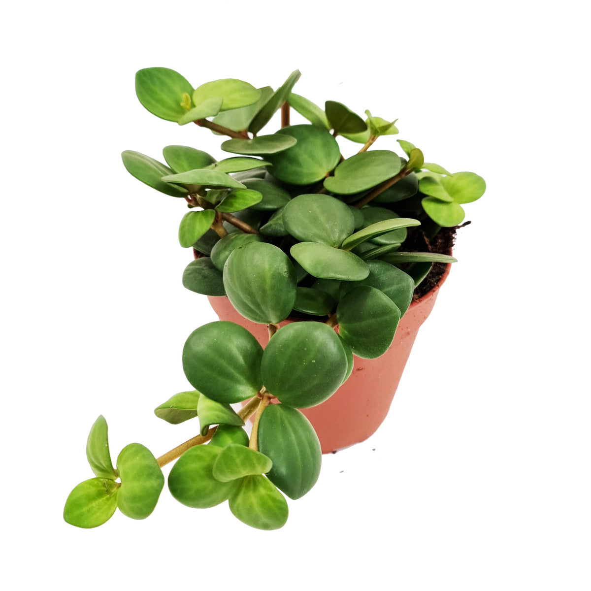Hope Radiator Apas Radiator Plant | Hope & Peperomia Deppeana × Quadrifolia | Peperomia ...