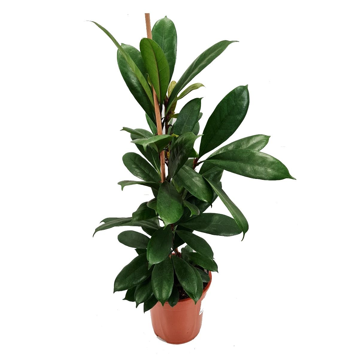 African Fig Tree