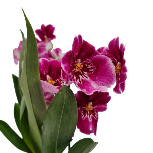 Pansy Orchid | Potted Houseplants